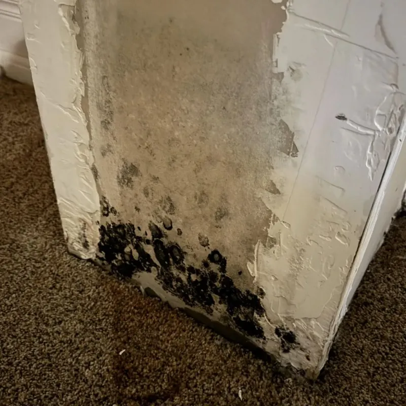 Professional Mold Removal in Oak Forest, IL